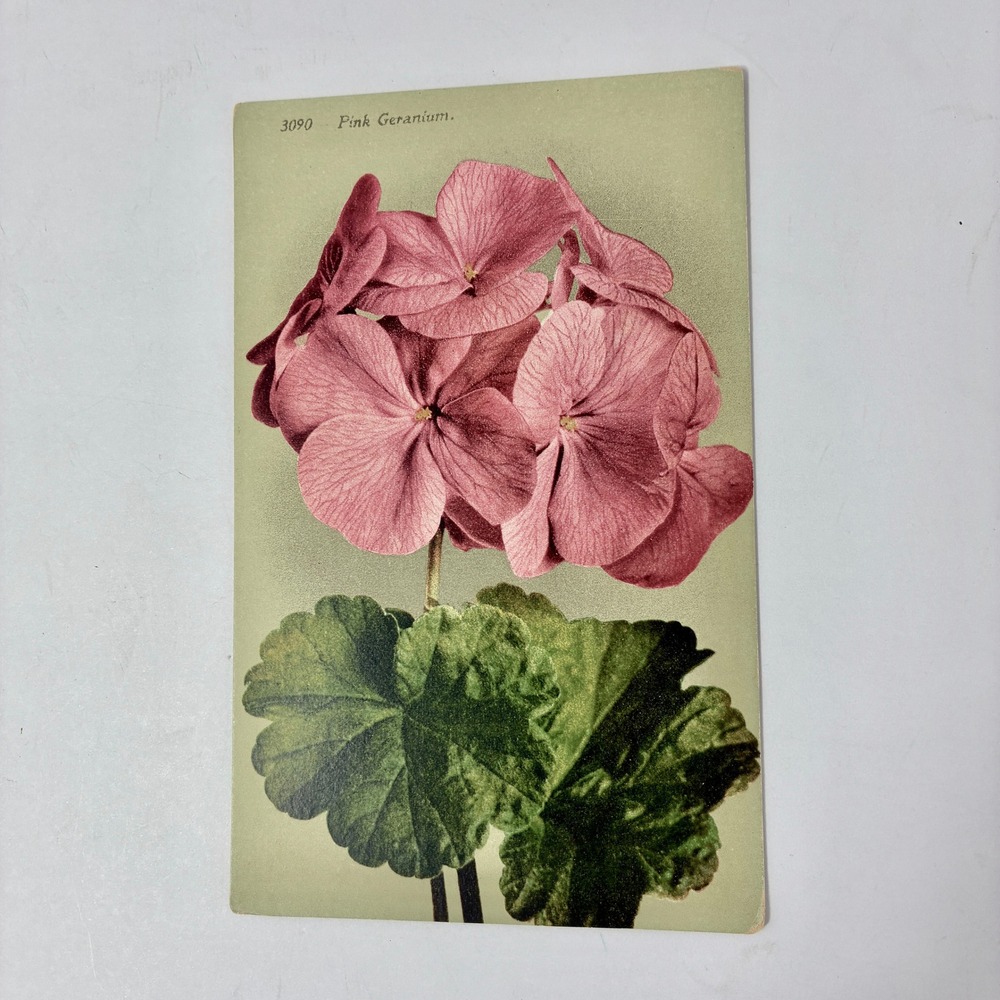 VTG Pink Geranium Postcard 3090 Edw H Mitchell San Francisco Floral Botanical